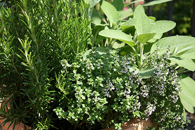 Garden herbs